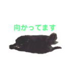 黒ぽめだけどスタンプになりたい2（個別スタンプ：6）