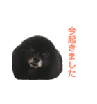黒ぽめだけどスタンプになりたい2（個別スタンプ：7）
