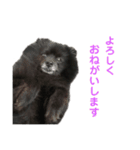 黒ぽめだけどスタンプになりたい2（個別スタンプ：8）