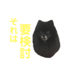 黒ぽめだけどスタンプになりたい2（個別スタンプ：11）