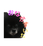 黒ぽめだけどスタンプになりたい2（個別スタンプ：15）