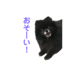 黒ぽめだけどスタンプになりたい2（個別スタンプ：19）