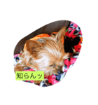 サラン1（個別スタンプ：5）