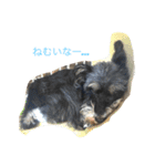 ココアとロイヤル（個別スタンプ：1）