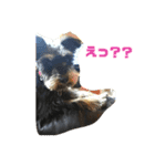 ココアとロイヤル（個別スタンプ：9）