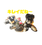 ココアとロイヤル（個別スタンプ：10）