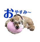 お星様犬 クッキー＆ゴン（個別スタンプ：1）