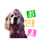 お星様犬 クッキー＆ゴン（個別スタンプ：2）