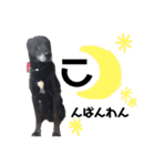 お星様犬 クッキー＆ゴン（個別スタンプ：9）