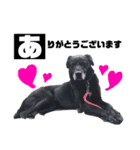 お星様犬 クッキー＆ゴン（個別スタンプ：12）