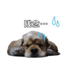 お星様犬 クッキー＆ゴン（個別スタンプ：13）