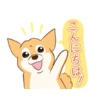 柴犬ハル君（個別スタンプ：1）