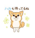 柴犬ハル君（個別スタンプ：6）