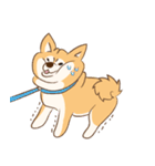柴犬ハル君（個別スタンプ：7）