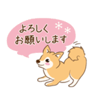 柴犬ハル君（個別スタンプ：9）