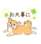 柴犬ハル君（個別スタンプ：11）