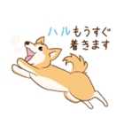 柴犬ハル君（個別スタンプ：18）