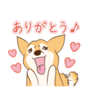 柴犬ハル君（個別スタンプ：24）