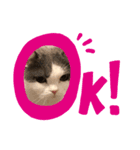 僕のねこ（個別スタンプ：2）