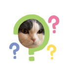 僕のねこ（個別スタンプ：5）