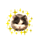 僕のねこ（個別スタンプ：7）
