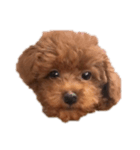 しろは毎日ニコニコ（個別スタンプ：1）
