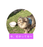 Gintoki P1（個別スタンプ：12）