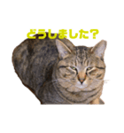 かわい子ちゃんたち＊.（個別スタンプ：2）
