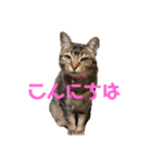 かわい子ちゃんたち＊.（個別スタンプ：4）