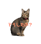 かわい子ちゃんたち＊.（個別スタンプ：5）