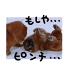 チャウチャウびより6（個別スタンプ：3）