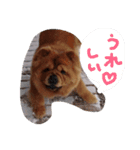チャウチャウびより6（個別スタンプ：6）
