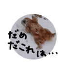 チャウチャウびより6（個別スタンプ：7）