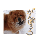 チャウチャウびより6（個別スタンプ：9）