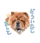 チャウチャウびより6（個別スタンプ：10）