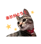 キジトラこねこのささみ②（個別スタンプ：1）