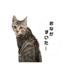 キジトラこねこのささみ②（個別スタンプ：3）