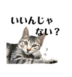 キジトラこねこのささみ②（個別スタンプ：4）