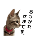 キジトラこねこのささみ②（個別スタンプ：5）