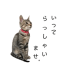 キジトラこねこのささみ②（個別スタンプ：6）