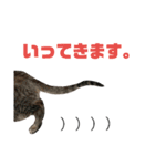 キジトラこねこのささみ②（個別スタンプ：7）