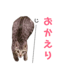 キジトラこねこのささみ②（個別スタンプ：8）