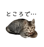 キジトラこねこのささみ②（個別スタンプ：10）