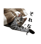 キジトラこねこのささみ②（個別スタンプ：11）