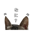 キジトラこねこのささみ②（個別スタンプ：14）