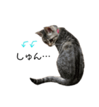 キジトラこねこのささみ②（個別スタンプ：15）