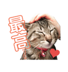 キジトラこねこのささみ②（個別スタンプ：17）