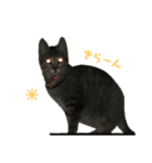 キジトラこねこのささみ②（個別スタンプ：20）
