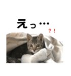 キジトラこねこのささみ②（個別スタンプ：24）
