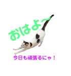 猫ざんまい！（個別スタンプ：1）